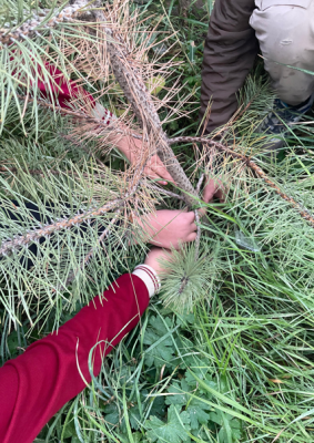 Code for the Green Homeland: Smart Forest Simulation