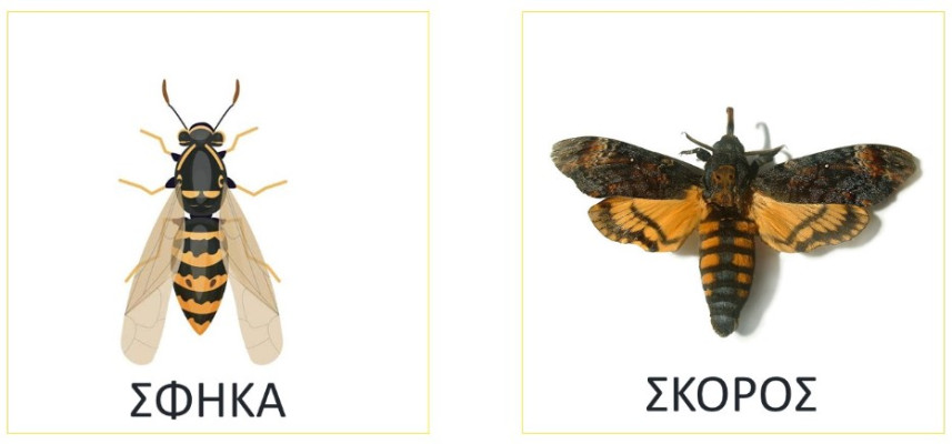 Η μελισσούλα διορθώνει τα λάθη της